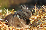 Zwergkaninchen / dwarf rabbit