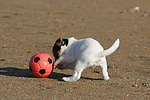 Parson Russell Terrier Welpe / parson russell terrier puppy