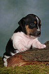 Jack Russell Terrier Welpe / jack russell terrier puppy