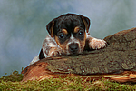 Jack Russell Terrier Welpe / jack russell terrier puppy