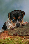 Jack Russell Terrier Welpe / jack russell terrier puppy