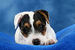 Parson Russell Terrier Welpe / parson russell terrier puppy