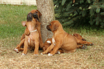 Rhodesian Ridgeback Welpen / rhodesian ridgeback puppies