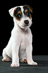 Parson Russell Terrier Welpe / parson russell terrier puppy