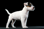 Parson Russell Terrier Welpe / parson russell terrier puppy