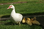 Warzenenten / muscovy ducks