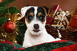 Parson Russell Terrier Welpe zu Weihnachten / PRT puppy at christmas