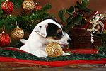 Parson Russell Terrier Welpe zu Weihnachten / PRT puppy at christmas