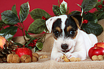 Parson Russell Terrier Welpe zu Weihnachten / PRT puppy at christmas