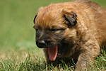 Harzer Fuchs Welpe / Harzer Fuchs puppy