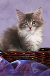 sitzendes Maine Coon Kätzchen / sitting maine coon kitten