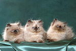 liegende Perser Colourpoint Kätzchen / lying persian colourpoint kitten
