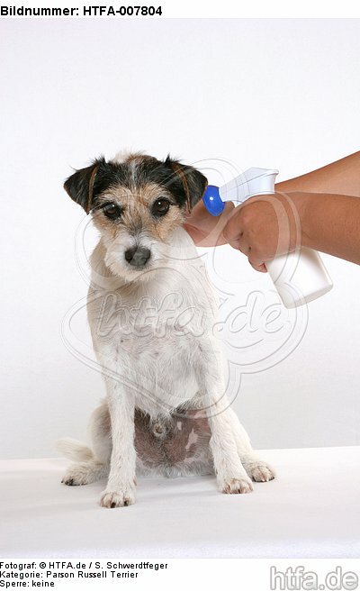 Parson Russell Terrier / HTFA-007804