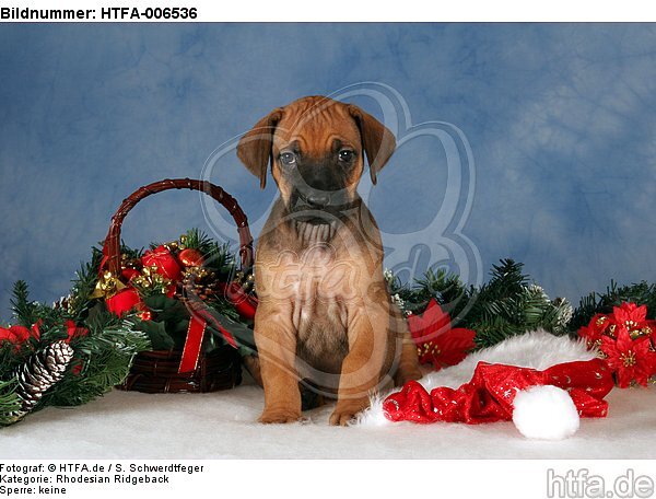 Rhodesian Ridgeback Welpe / rhodesian ridgeback puppy / HTFA-006536