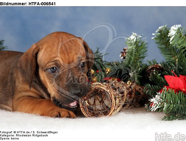 Rhodesian Ridgeback Welpe / rhodesian ridgeback puppy / HTFA-006541