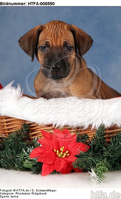 Rhodesian Ridgeback Welpe / rhodesian ridgeback puppy / HTFA-006550