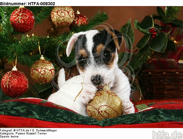 Parson Russell Terrier Welpe zu Weihnachten / PRT puppy at christmas / HTFA-008302