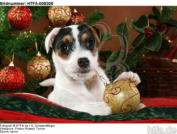 Parson Russell Terrier Welpe zu Weihnachten / PRT puppy at christmas / HTFA-008305