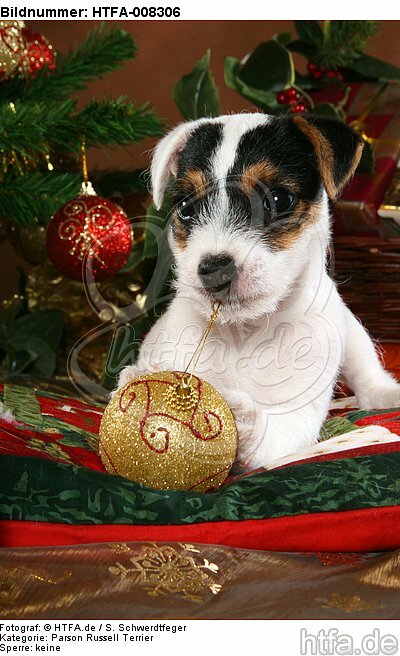 Parson Russell Terrier Welpe zu Weihnachten / PRT puppy at christmas / HTFA-008306