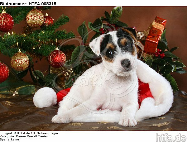Parson Russell Terrier Welpe zu Weihnachten / PRT puppy at christmas / HTFA-008315