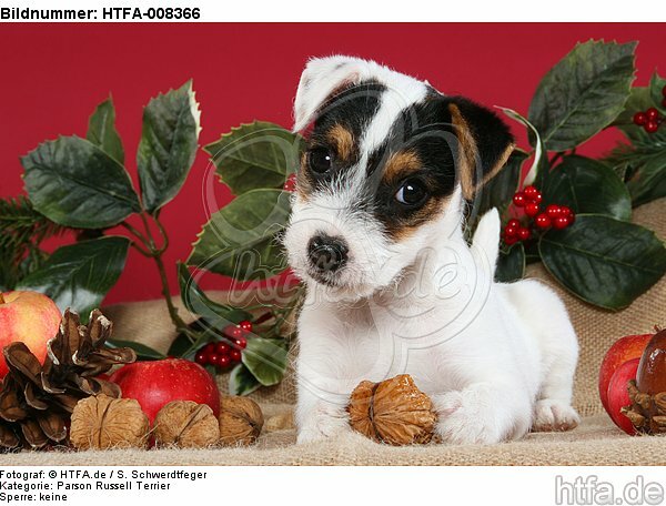 Parson Russell Terrier Welpe zu Weihnachten / PRT puppy at christmas / HTFA-008366