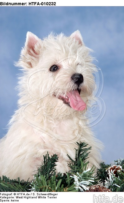 West Highland White Terrier Welpe / West Highland White Terrier Puppy / HTFA-010232