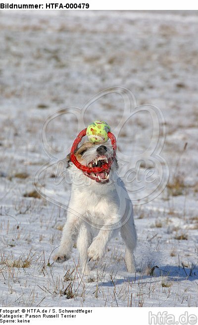Parson Russell Terrier spielt im Schnee / playing PRT in snow / HTFA-000479