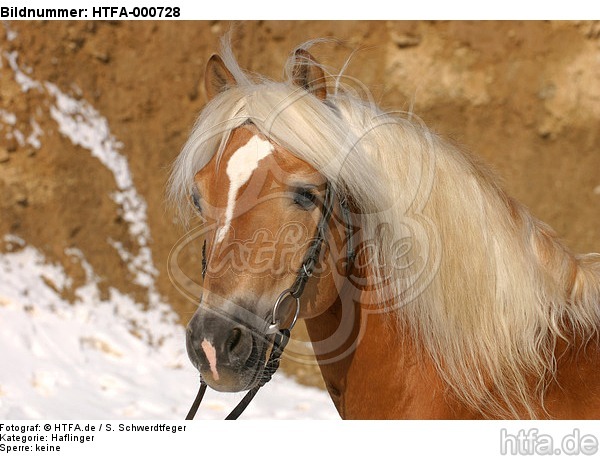 Haflinger Portrait / haflinger horse portrait / HTFA-000728