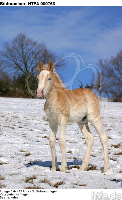 Haflinger Fohlen / haflinger horse foal / HTFA-000766