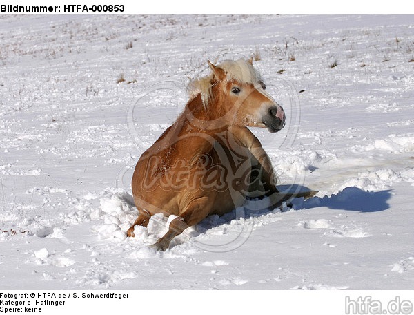 liegender Haflinger / lying haflinger horse / HTFA-000853