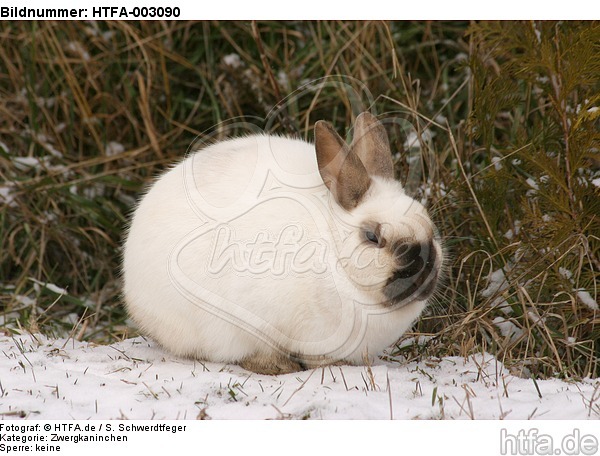 Zwergkaninchen / dwarf rabbit / HTFA-003090