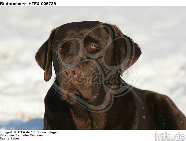Labrador Retriever / HTFA-005739