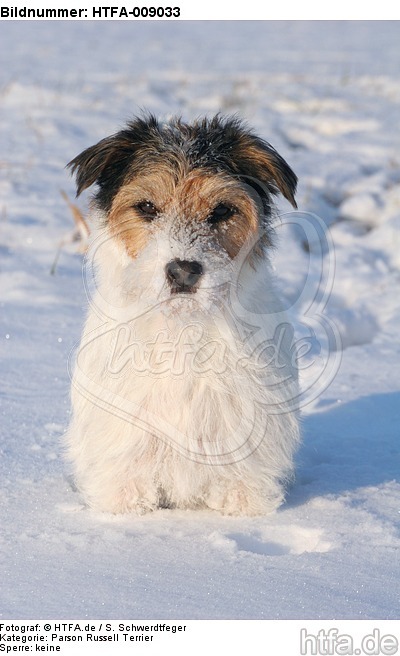 Parson Russell Terrier im Schnee / prt in snow / HTFA-009033
