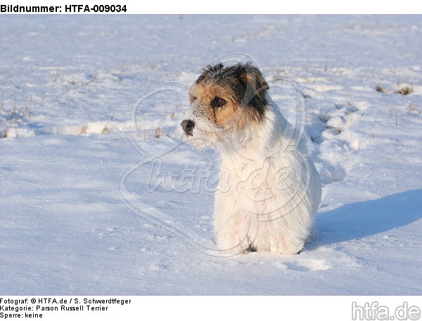Parson Russell Terrier im Schnee / prt in snow / HTFA-009034