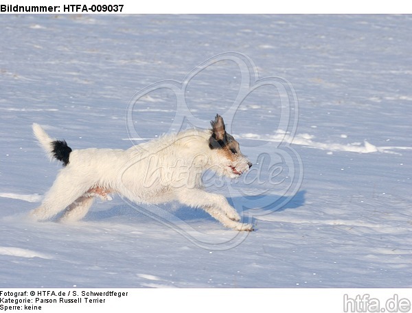 Parson Russell Terrier rennt durch den Schnee / prt running through snow / HTFA-009037