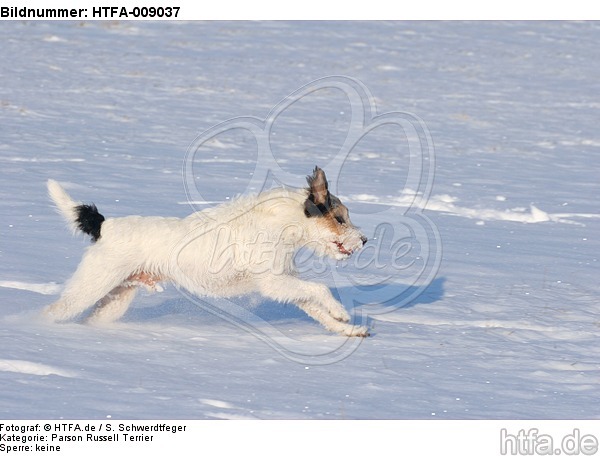 Parson Russell Terrier rennt durch den Schnee / prt running through snow / HTFA-009037