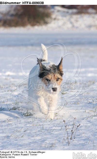 Parson Russell Terrier rennt durch den Schnee / prt running through snow / HTFA-009038
