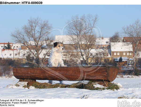 Parson Russell Terrier im Schnee / prt in snow / HTFA-009039