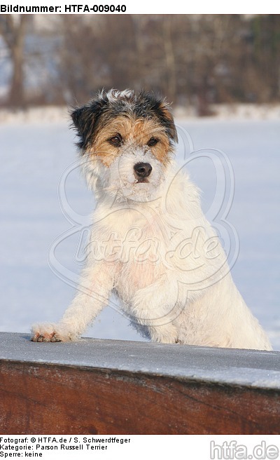 Parson Russell Terrier im Schnee / prt in snow / HTFA-009040