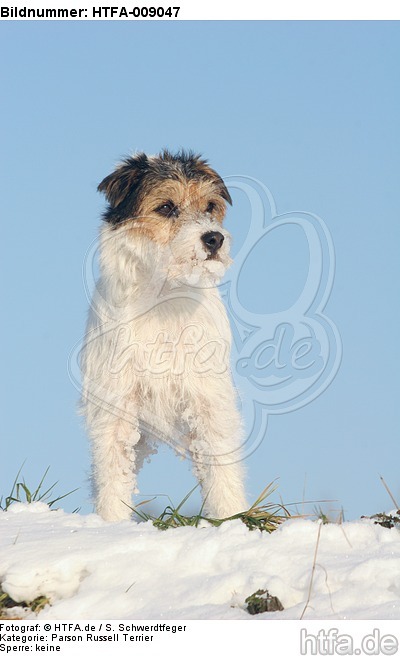 Parson Russell Terrier im Schnee / prt in snow / HTFA-009047