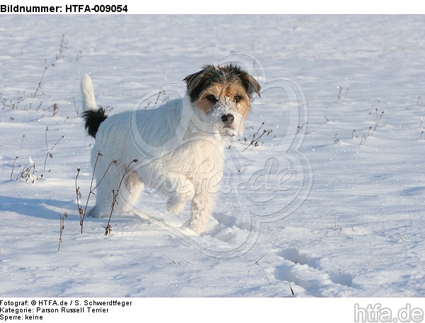 Parson Russell Terrier im Schnee / prt in snow / HTFA-009054