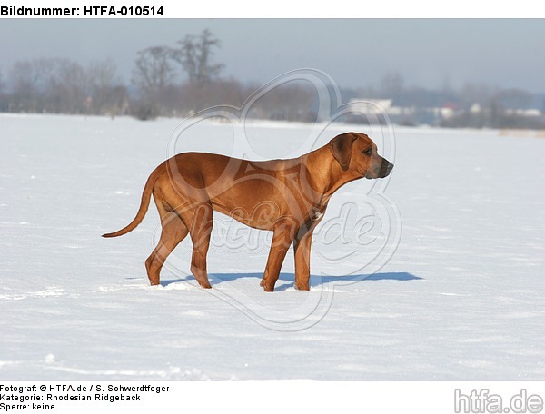 Rhodesian Ridgeback im Schnee / Rhodesian Ridgeback in snow / HTFA-010514