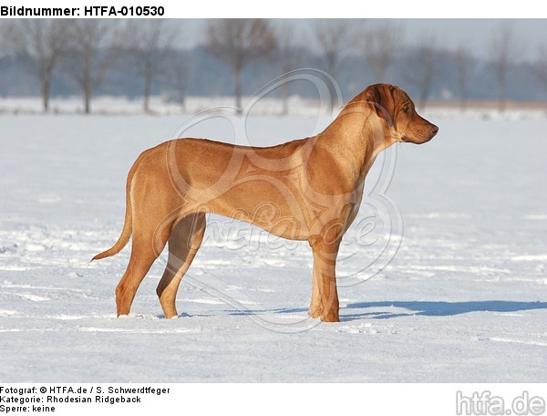 Rhodesian Ridgeback im Schnee / Rhodesian Ridgeback in snow / HTFA-010530