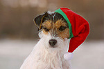 Parson Russell Terrier zu Weihnachten / PRT at christmas