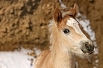 Haflinger Fohlen / haflinger horse foal