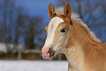 Haflinger Fohlen / haflinger horse foal