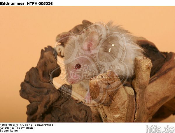 Teddyhamster / hamster / HTFA-005036
