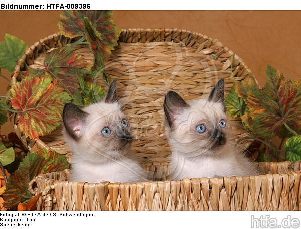 2 Thai Kätzchen / 2 thai kitten / HTFA-009396