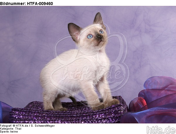 stehendes Thai Kätzchen / standing thai kitten / HTFA-009460