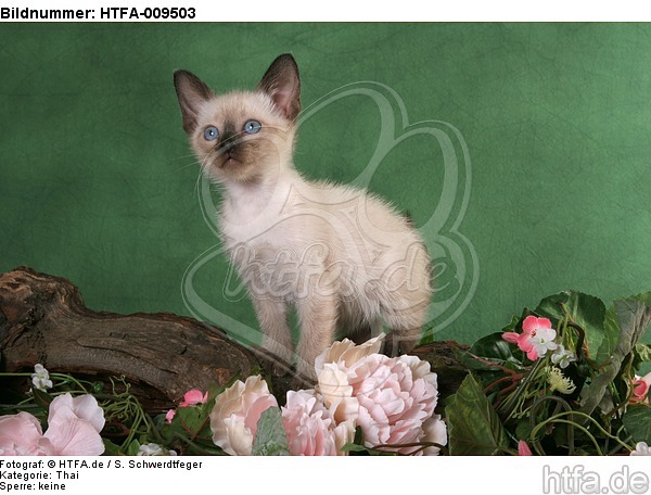 stehendes Thai Kätzchen / standing thai kitten / HTFA-009503